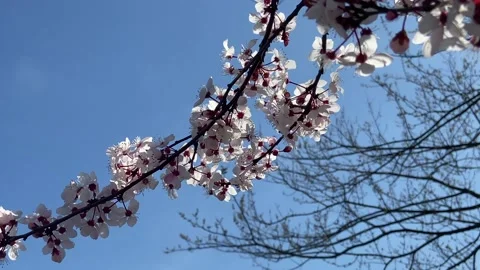 Cherry blossom branch moving in the spring wind Stock Footage 236056907