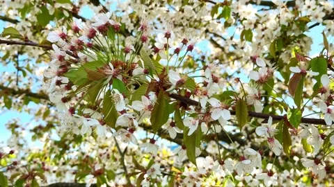 Cherry Blossom Branch Moving In Wind Stock Footage 333017549