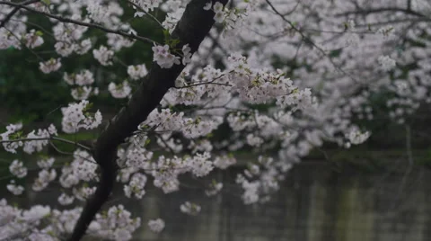Cherry Blossom Branch Over a River - Move Right Video stock 62447124