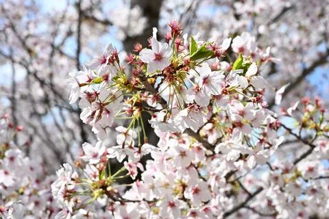 Cherry Blossom Branch Stock Photos