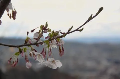 Cherry Blossom Branch Fotos de archivo