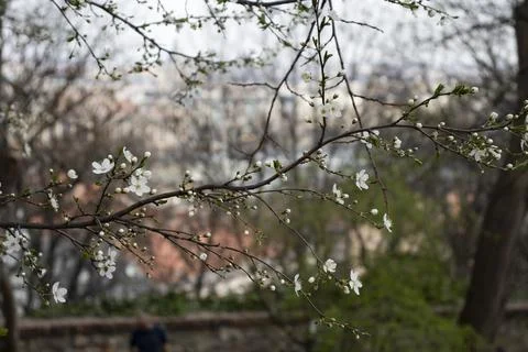 Cherry Blossom Branch with Spring Buds in Budapest Park Stock Photos