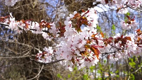 Cherry blossom branch in spring Stock Footage 308004229