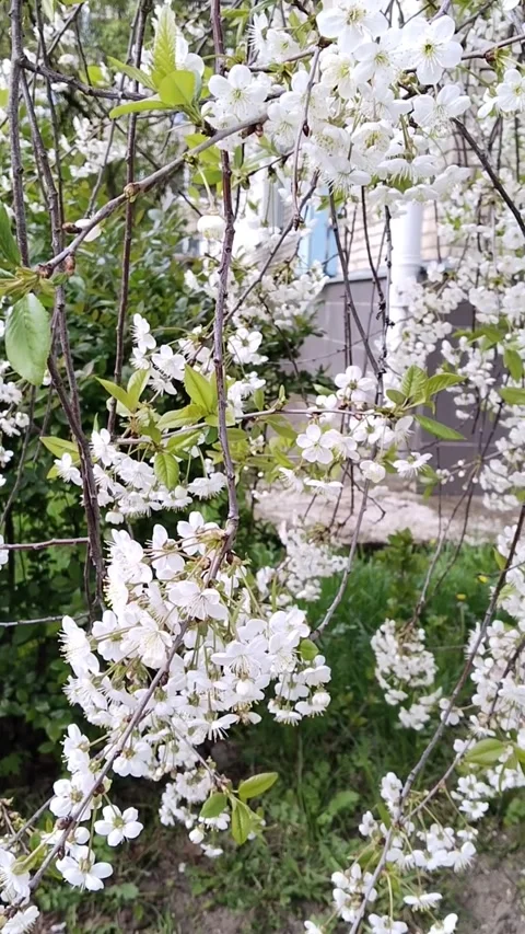 Cherry blossom branch sway in wind. Spring aroma. Allergy. White flowers. Stock Footage 308087449