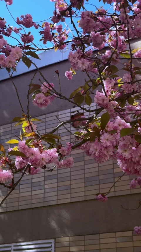 Cherry blossom branch sways gently in a warm spring breeze, delicate pink flower Stock Footage 333375334