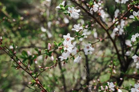 Cherry blossom branch in an urban garden in early spring Stock Photos