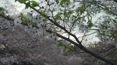 Cherry Blossom Branch in the wind Video stock 62446031