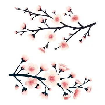 Cherry blossom branches adorned with soft pink flowers and buds vector illu.. Stock Illustration