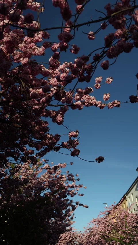 Cherry blossom branches against blue sky in warm spring light Stock Footage 333510960