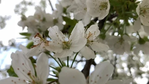 Cherry Blossom Branches Against Blue Sky 스톡 동영상 342637662