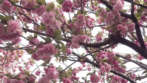 Cherry blossom branches in bloom. Pan shot. Stock Footage 76922448
