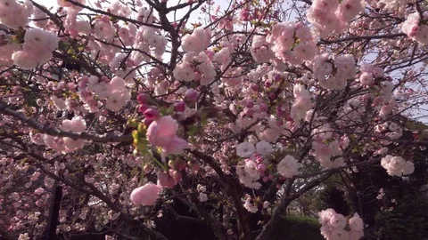 Cherry blossom branches in bloom. Pan shot. Stock Footage 77112021