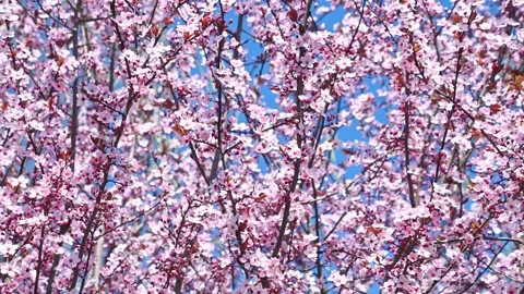 Cherry blossom branches blooming against clear blue sky in spring Stock Footage 331524669