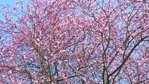 Cherry blossom branches blooming and swaying against spring sky Stock Footage 331524671
