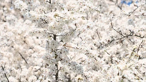 Cherry blossom branches blooming in spring orchard during daylight Stock Footage 331526775