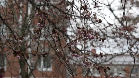 Cherry Blossom Branches with Buds after Rain at Early Spring, Close Up, Pan Stock Footage 193425209