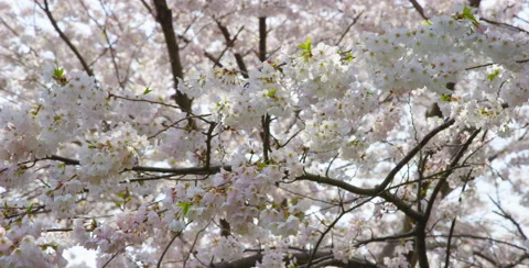 Cherry Blossom branches captured at a low angle Video stock 64025145