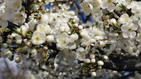 Cherry blossom branches close-up, camera movement back and forth. Shooting with Stock Footage 100342807