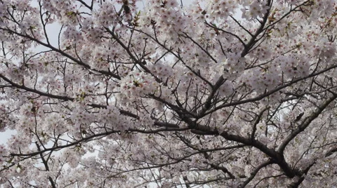 Cherry Blossom Branches, Close Up Video stock 62447786