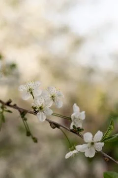 Cherry blossom branches with copy space Stock Photos