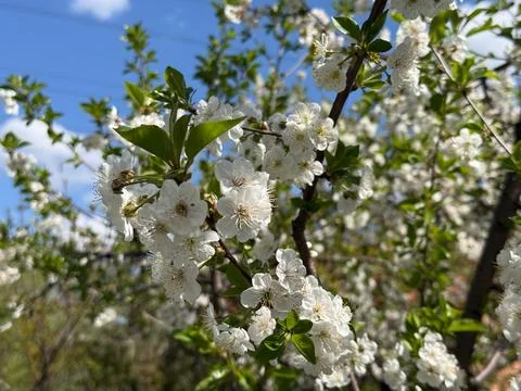 Cherry blossom branches with dense white flowers against sky. Spring flowerin Fotos Stock