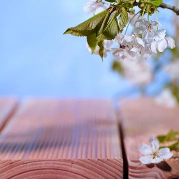 Cherry blossom branches extend over wooden planks under a clear sky during sprin Fotos Stock