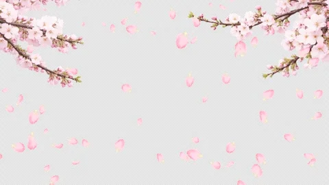 Cherry Blossom Branches with Falling Petals Alpha Channel Overlay Stock Footage 332424914