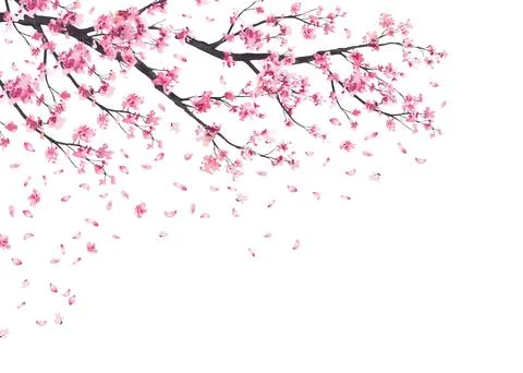 Cherry blossom branches with falling pink sakura petals frame. Hand drawn i.. Stock Illustration