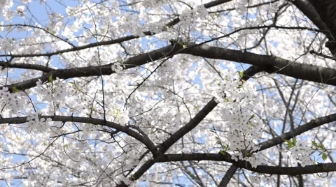 Cherry Blossom branches 動画素材 3980416