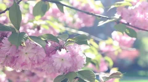 Cherry Blossom Branches Stock Footage 24373728