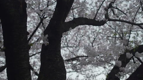 Cherry Blossom Branches Stock Footage 62447909