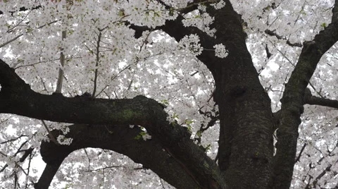 Cherry Blossom Branches Video stock 62447959
