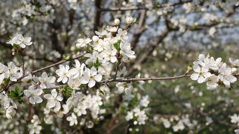 Cherry Blossom Branches Video stock 106995496