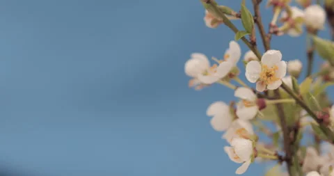 Cherry blossom branches Stock Footage 241099093