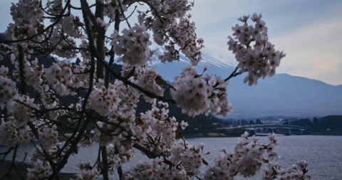 Cherry Blossom Branches Foreground Mount Fuji Lake Bridge Overcast Dusk Stock Footage 344695963