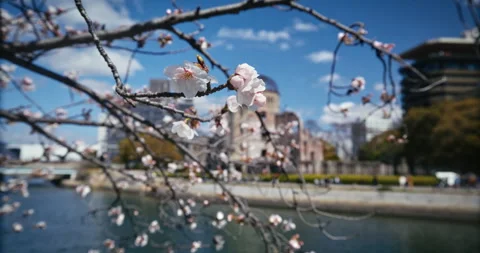 Cherry Blossom Branches Framing Hiroshima Peace Memorial Dome Stock Footage 344331500