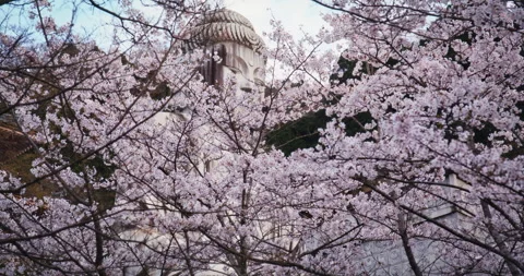 Cherry Blossom Branches Framing Large, Ancient Buddha Head Stone Statue 스톡 동영상 344698208