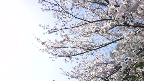 Cherry blossom branches in full bloom. Stock Footage 164125704