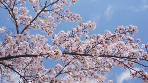Cherry Blossom Branches in Full Bloom Against Clear Blue Sky Stock-Footage 311278835