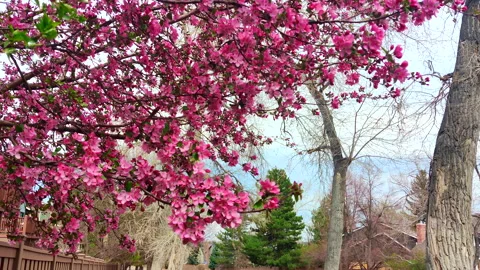 Cherry blossom branches in full spring bloom cascading over a wooden fence Stock Footage 333582149