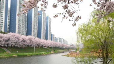 Cherry blossom branches hang over a calm river. Delicate petals of cherry Stock Footage 305994035