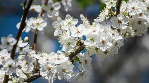 Cherry blossom branches illuminated by sunlight in spring. Slow motion 4k video. Stock Footage 169522853
