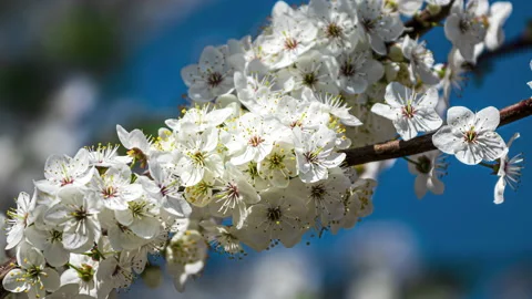 Cherry blossom branches illuminated by sunlight in spring. Slow motion 4k video. Stock Footage 169524591