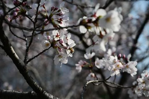 Cherry blossom branches with layered depth and natural spring mood 스톡 사진