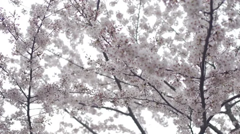 Cherry Blossom Branches - Move Right Video stock 62447051