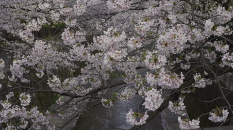 Cherry Blossom Branches Over a River - Move Right Video stock 62445973