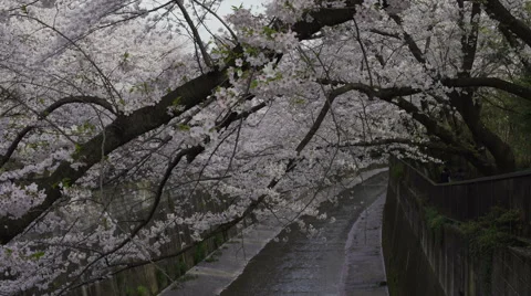 Cherry Blossom Branches Over a River - Move Right Video stock 62446245