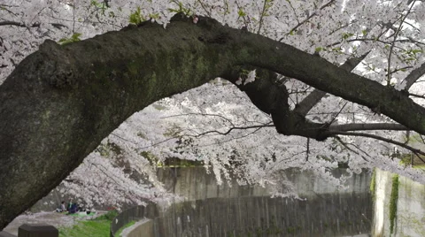 Cherry Blossom Branches Over a River - Move Right Video stock 62446950