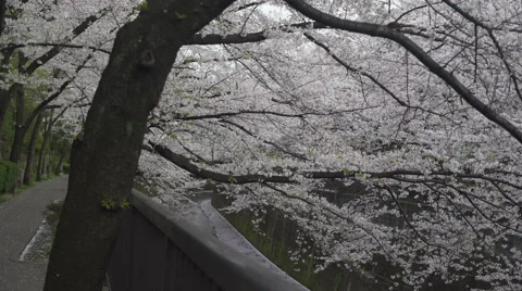 Cherry Blossom Branches Over a River - Move Left Stock Footage