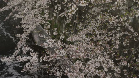 Cherry Blossom Branches Over a River Video stock 62447660